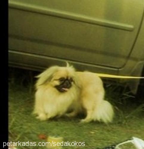 puki Erkek Pekingese