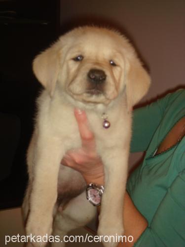 maya Dişi Labrador Retriever