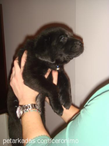 maya Dişi Labrador Retriever