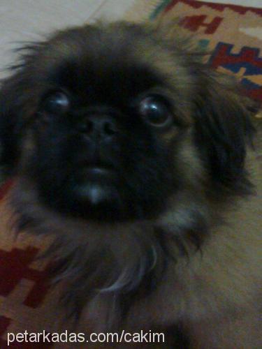 çaki Erkek Pekingese