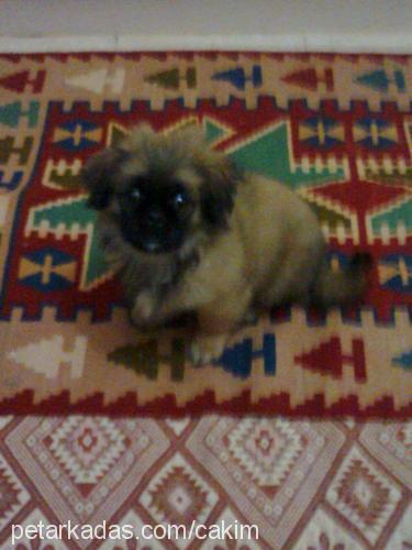 çaki Erkek Pekingese