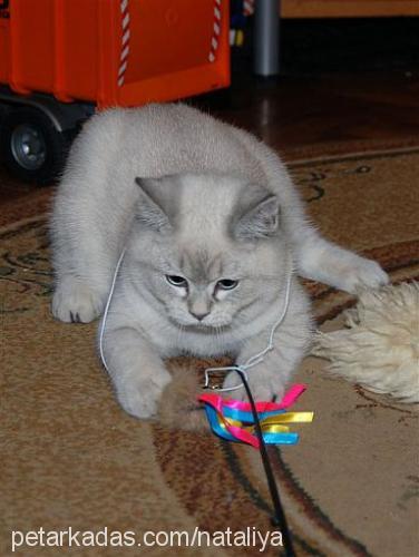 monika Dişi British Shorthair