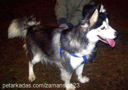 çiko Dişi Alaskan Malamute