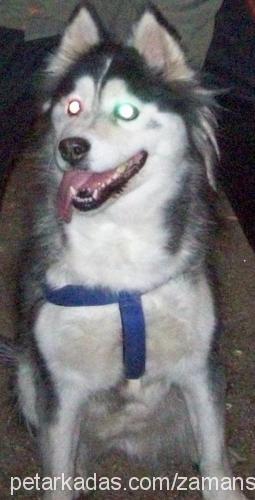 çiko Dişi Alaskan Malamute