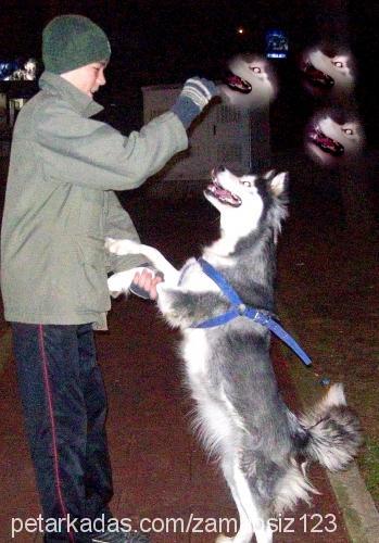 çiko Dişi Alaskan Malamute