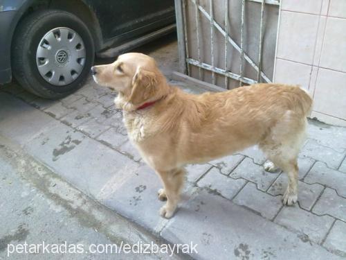 Şila Dişi Golden Retriever