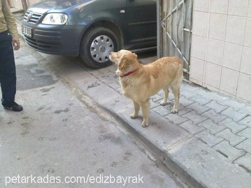 Şila Dişi Golden Retriever