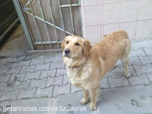 Şila Dişi Golden Retriever