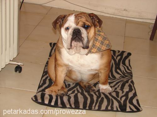 karamel Dişi İngiliz Bulldog