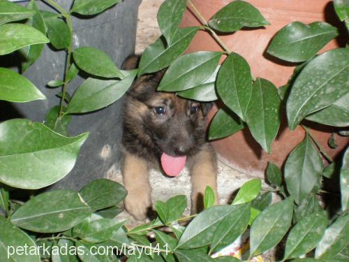 layd Dişi Alman Çoban Köpeği