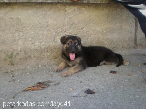 layd Dişi Alman Çoban Köpeği