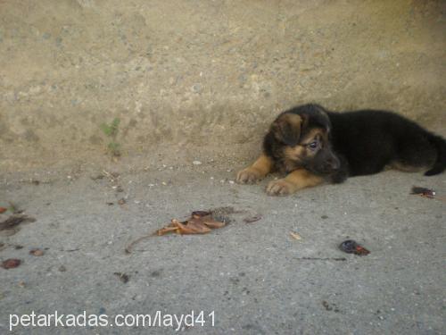 layd Dişi Alman Çoban Köpeği