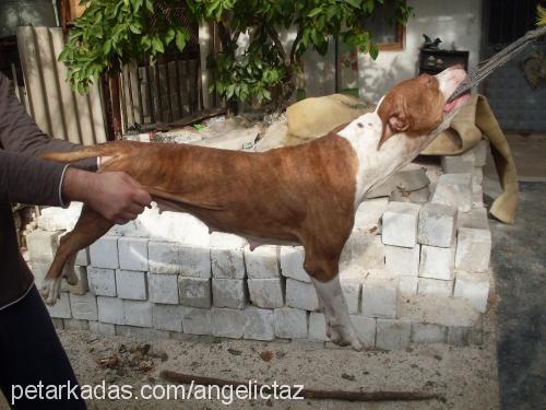 deyzİ Dişi Amerikan Pitbull Terrier