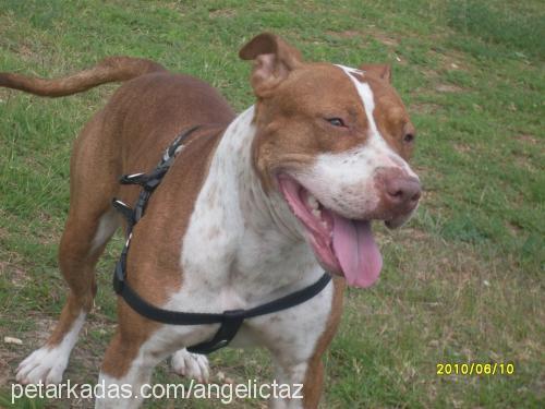 deyzİ Dişi Amerikan Pitbull Terrier