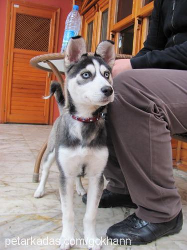 rüzgar Dişi Sibirya Kurdu (Husky)