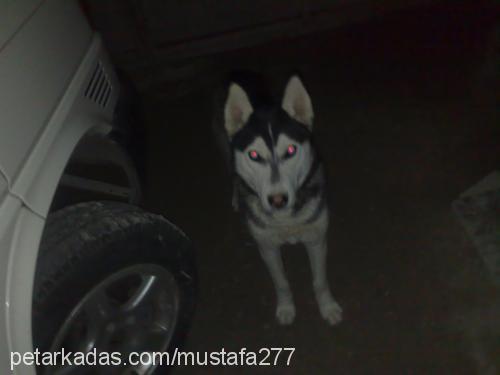 asena Dişi Sibirya Kurdu (Husky)