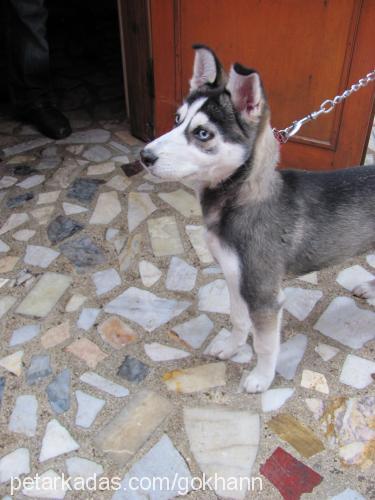 rüzgar Dişi Sibirya Kurdu (Husky)