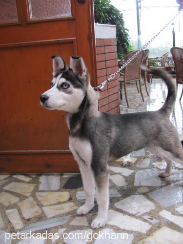 rüzgar Dişi Sibirya Kurdu (Husky)