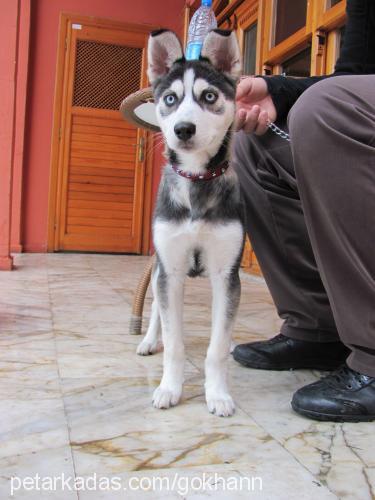 rüzgar Dişi Sibirya Kurdu (Husky)