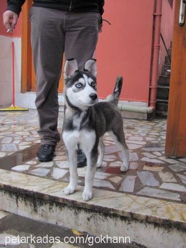 rüzgar Dişi Sibirya Kurdu (Husky)