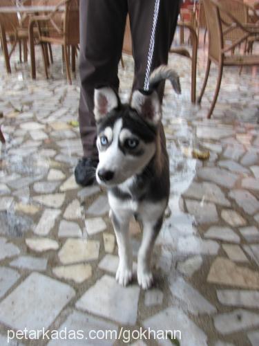 rüzgar Dişi Sibirya Kurdu (Husky)