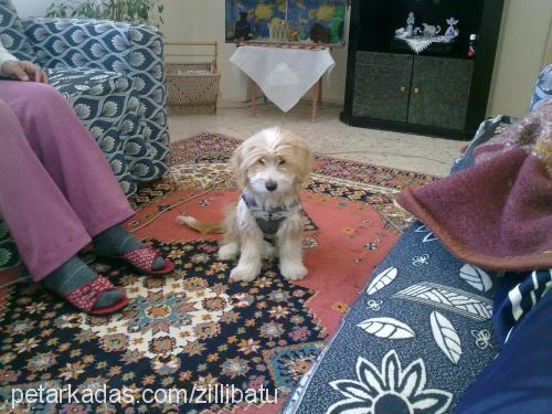 zilli Dişi Norfolk Terrier