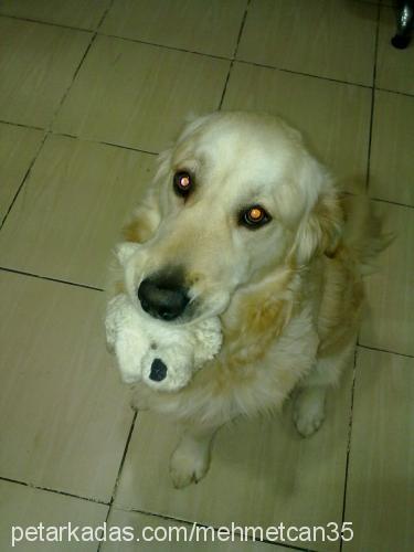 paŞa Erkek Golden Retriever