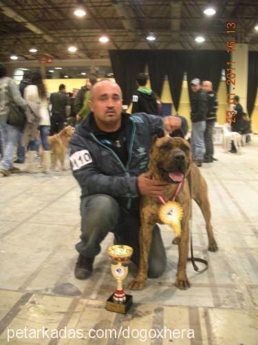 bucho Erkek Mastiff