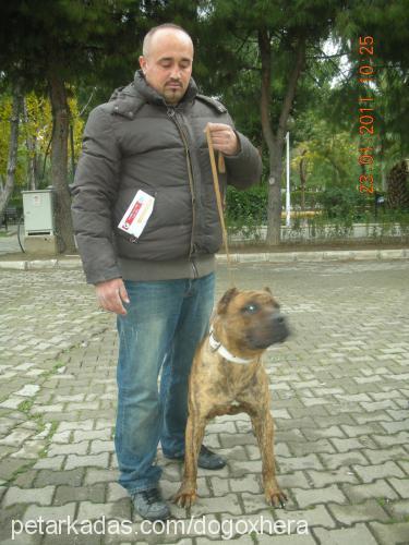 bucho Erkek Mastiff