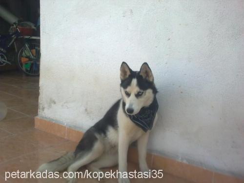 maya Dişi Sibirya Kurdu (Husky)