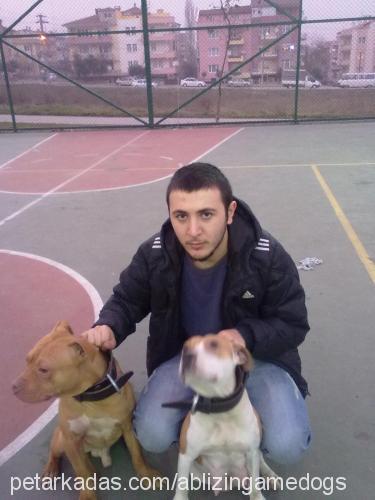 snake Dişi Amerikan Pitbull Terrier