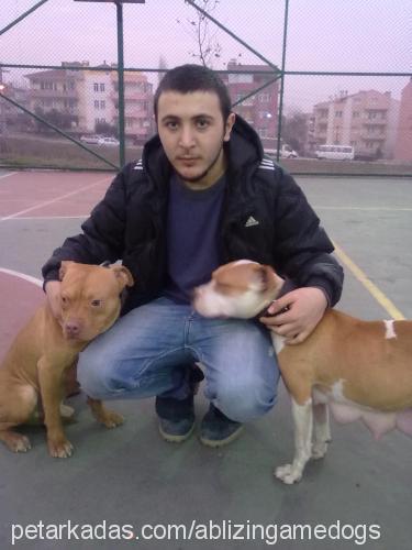 snake Dişi Amerikan Pitbull Terrier