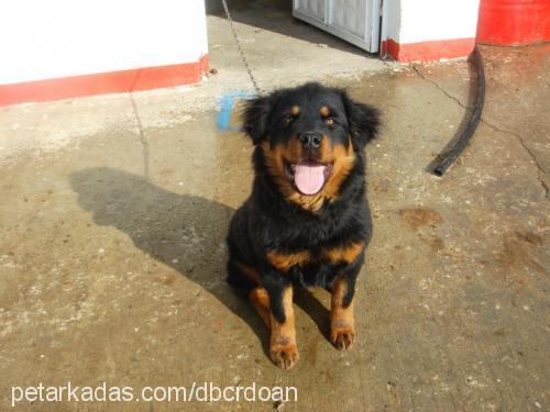 asil Erkek Rottweiler