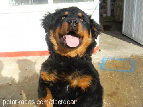 asil Erkek Rottweiler