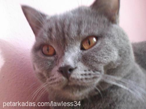 ohanzee Erkek British Shorthair