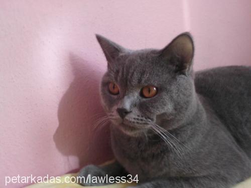 ohanzee Erkek British Shorthair