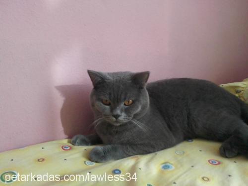 ohanzee Erkek British Shorthair