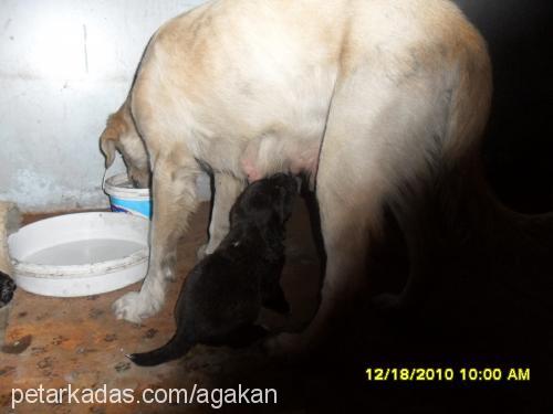 mayanınbebişler Erkek Labrador Retriever