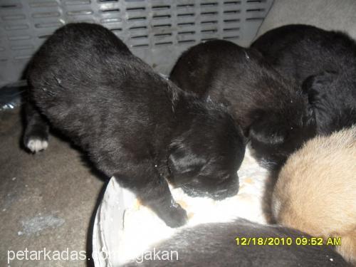 mayanınbebişler Erkek Labrador Retriever