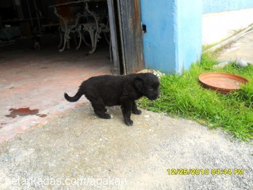 mayanınbebişler Erkek Labrador Retriever