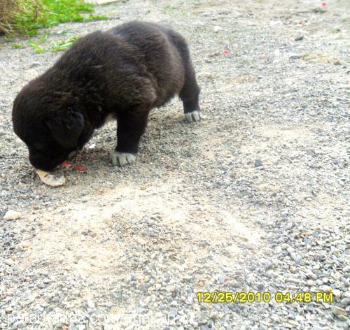 mayanınbebişler Erkek Labrador Retriever