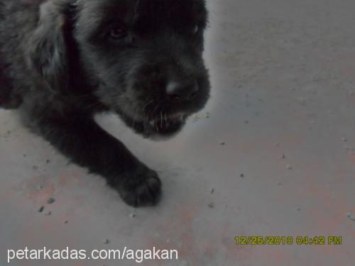 mayanınbebişler Erkek Labrador Retriever