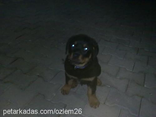 paŞa Erkek Rottweiler