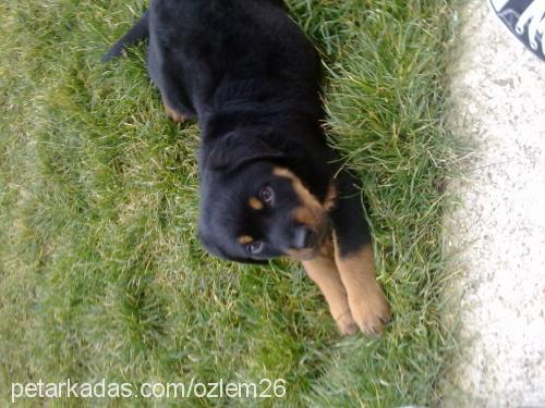 paŞa Erkek Rottweiler