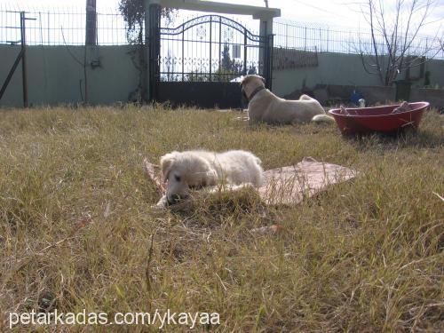 papican Dişi Golden Retriever