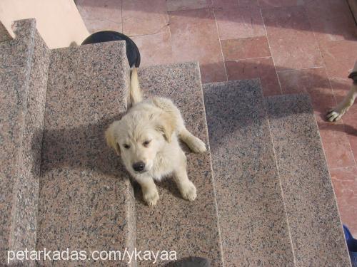 papican Dişi Golden Retriever