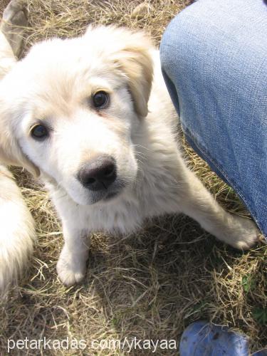 papican Dişi Golden Retriever