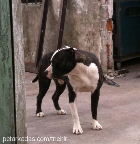 zeus Erkek Amerikan Pitbull Terrier