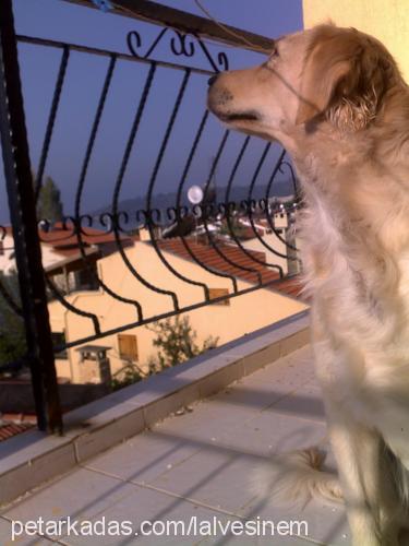 ladymicha Dişi Golden Retriever