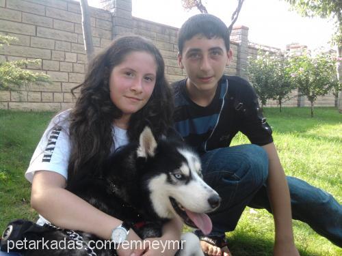 asya Dişi Sibirya Kurdu (Husky)